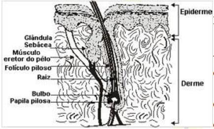 PARTES A raiz é toda a parte do cabelo que fica abaixo da pele. O folículo piloso resulta do crescimento de células epidérmicas (da pele) no sentido da derme ou do tecido subcutâneo.