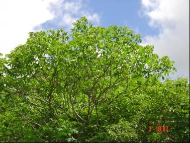 Fonte: Andrade, 2003 Figura 1-Aspecto geral da planta de maniçoba (Manihot sp.) em área de caatinga no Curimataú paraibano.