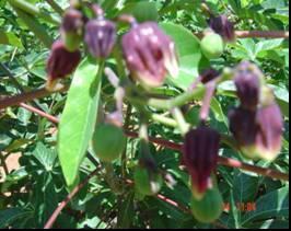 a b Fonte: Andrade 2003 Figura 3. Aspectos gerais da flor e fruto da maniçoba (Manihot sp.) cultivada em área de caatinga na Paraíba.