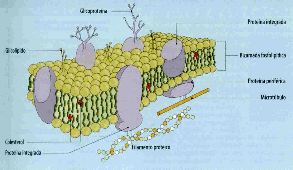 Modelo de Singer-Nicholson Moléculas de PROTEÍNAS e LIPÍDIOS dispostas formando MOSAICO