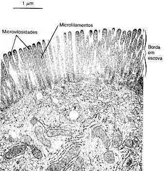 Microvilosidades Dobras da membrana na superfície da célula Cada célula possui 3.