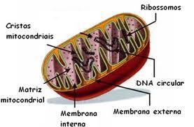 Mitocôndrias Organelas