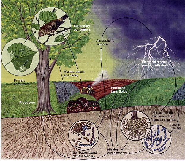 Ciclos biogeoquímicos