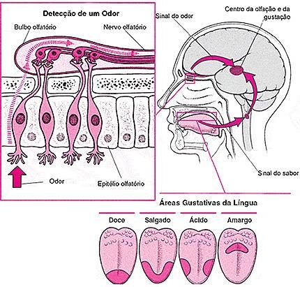 Olfato e