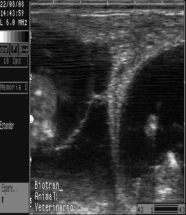 As gestações em fases posteriores aos 35 40 dias são facilmente identificáveis pela ultrassonografia.