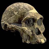 sapiens Australopithecus africanus (2,2 m.