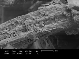 As micrografias de MEV da madeira macerada e da madeira macerada após reação com o TDI (Figura ) apresentam mudanças na estrutura das fibras devido à reação entre o TDI com a superfície da madeira.