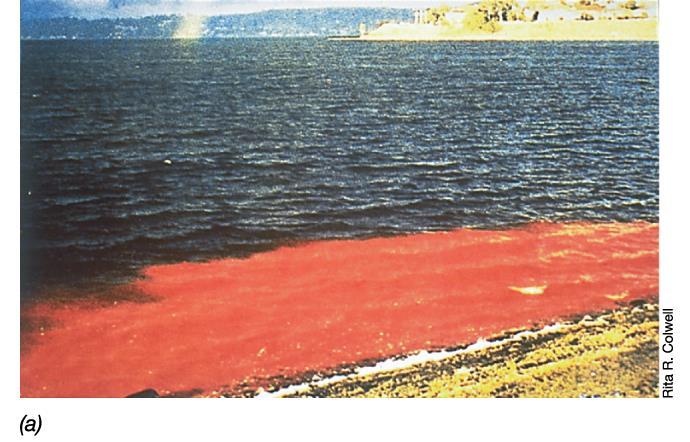 Alveolados Dinoflagelados Maré vermelha - Gonyaulax Florescimento de Gonyaulax em águas costeiras mornas
