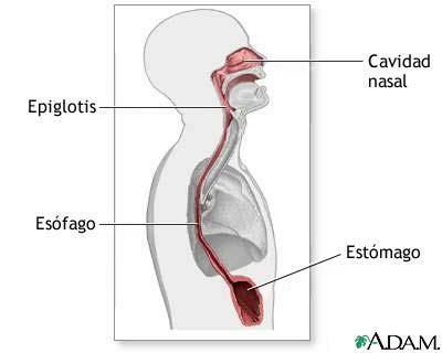 de ingestão dos alimentos, que ficam em grande parte retidos no esôfago, causando a progressiva dilatação deste órgão.