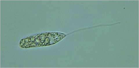 Euglenozoários Unicelulares, flagelados.