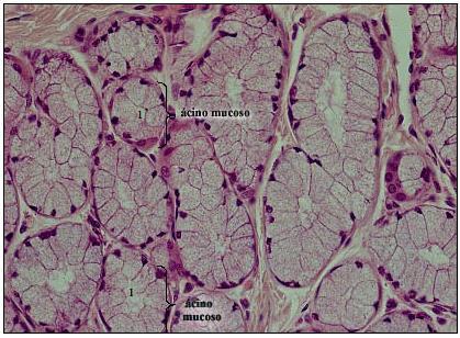 Epitélio entre a arredondados. denso, limite identificável. porção - Glândulas entre repleto glandular células basal células.