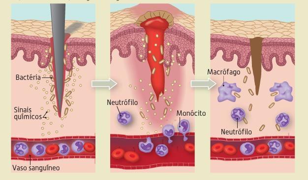 Neutrófilos: Células fagocitárias do sangue Monócitos células do sangue
