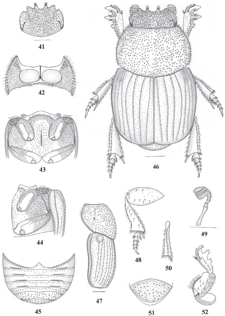 Novas espécies do gênero Anomiopus, grupo smaragdinus (Coleoptera, Scarabaeidae) 197 Figs. 41-52. Anomiopus caputipilus sp. nov.