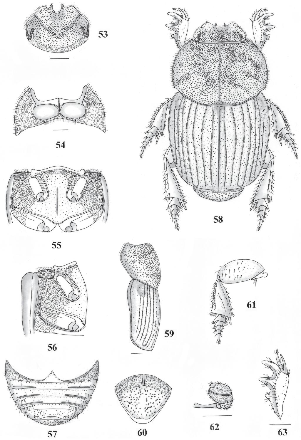 Novas espécies do gênero Anomiopus, grupo smaragdinus (Coleoptera, Scarabaeidae) 199 Figs. 53-63. Anomiopus impartectus sp. nov.