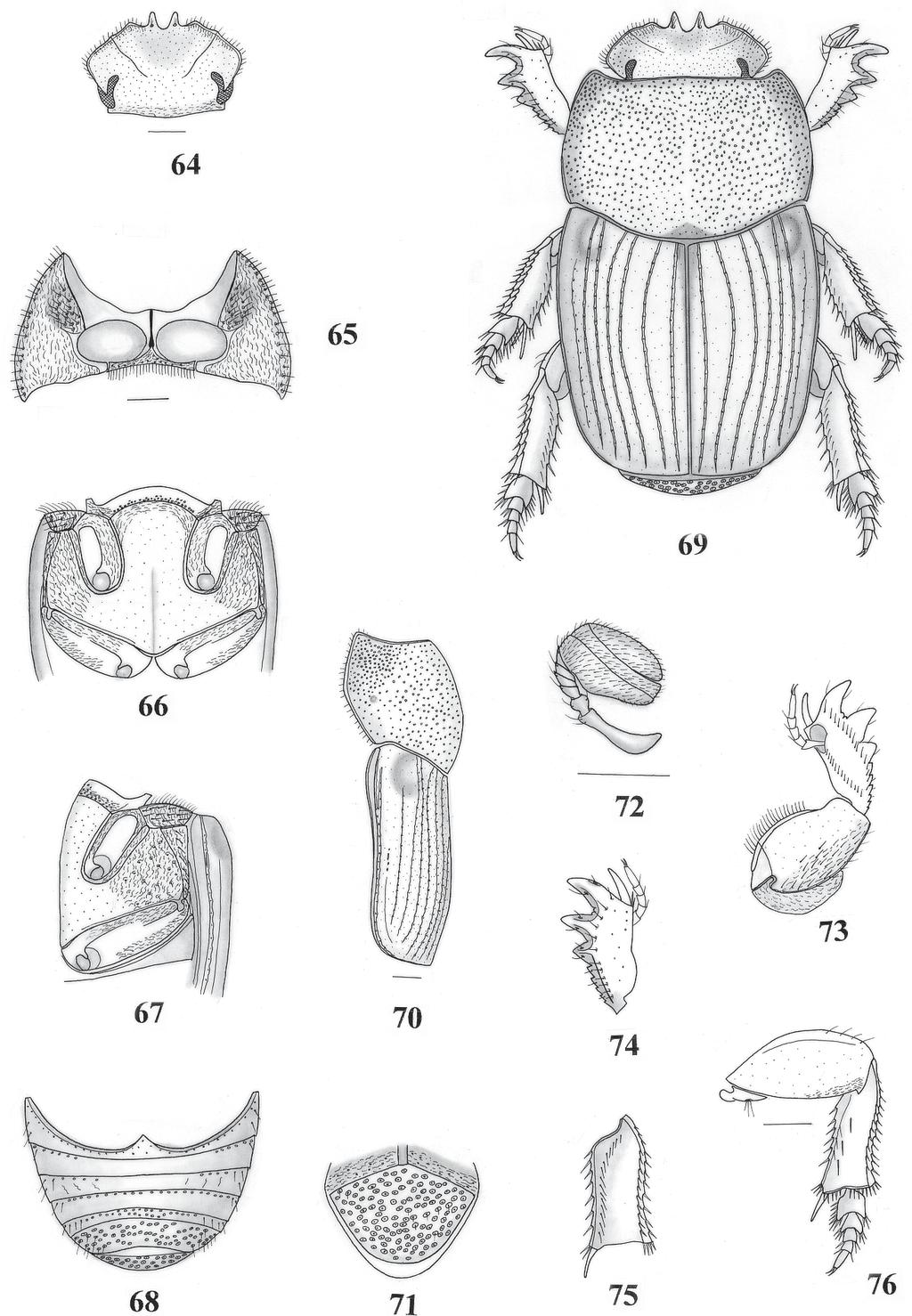 Novas espécies do gênero Anomiopus, grupo smaragdinus (Coleoptera, Scarabaeidae) 201 Figs. 64-76. Anomiopus paraensis sp. nov.