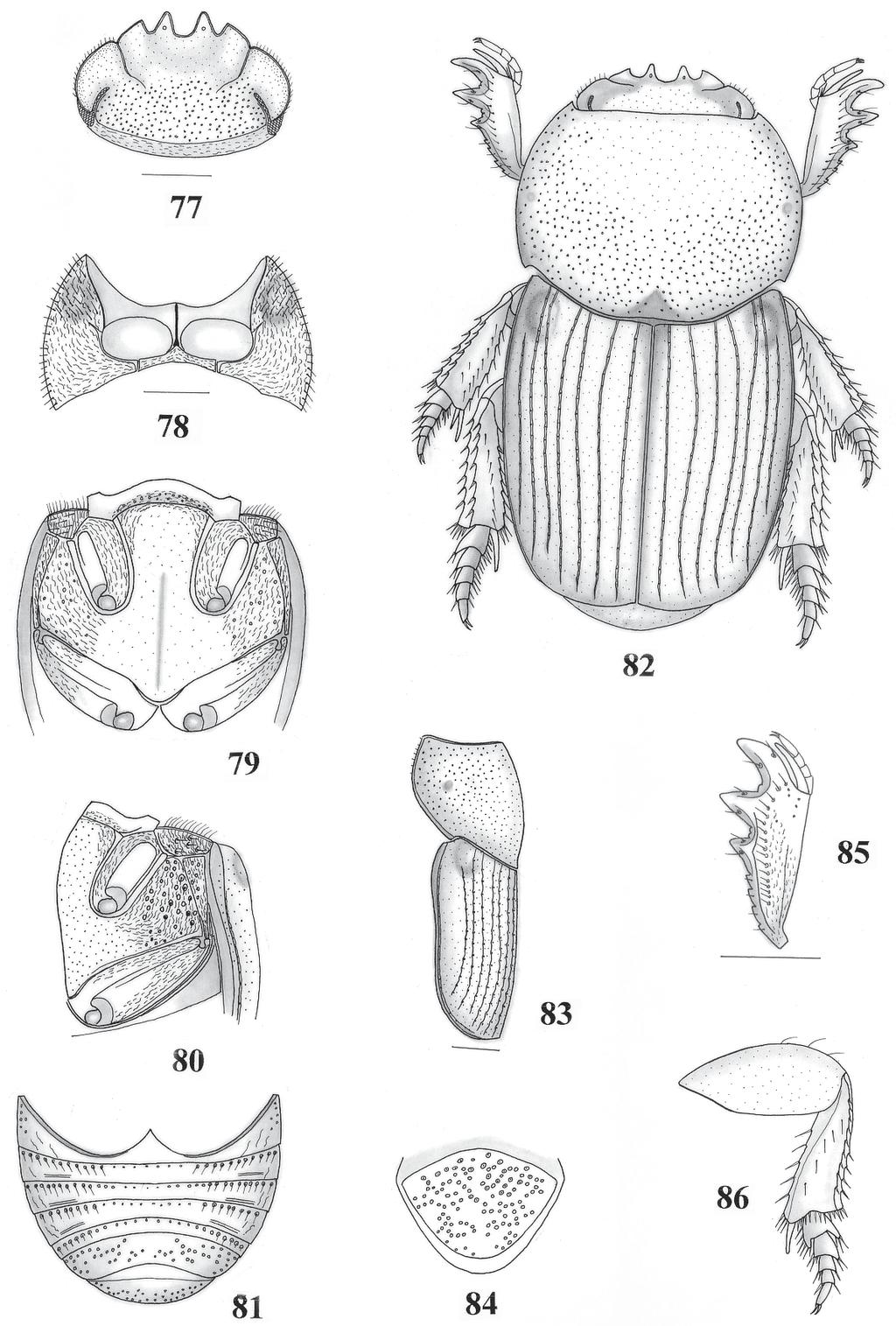 Novas espécies do gênero Anomiopus, grupo smaragdinus (Coleoptera, Scarabaeidae) 203 Figs. 77-86. Anomiopus quadridentatus sp. nov.