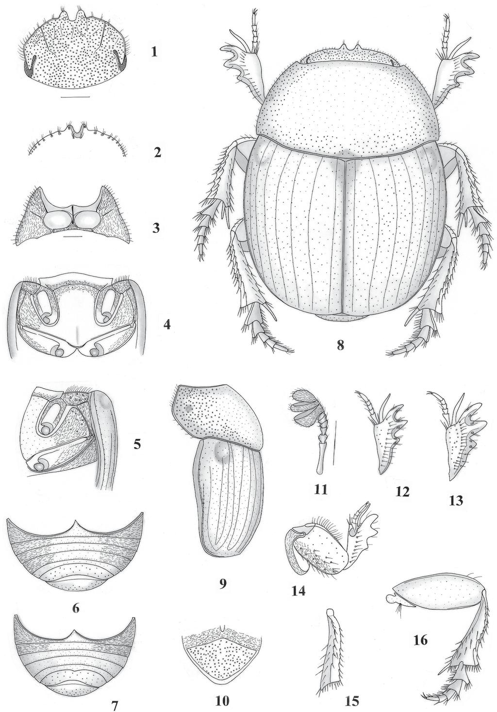 Novas espécies do gênero Anomiopus, grupo smaragdinus (Coleoptera, Scarabaeidae) 191 Figs. 1-16. Anomiopus preissae sp. nov.
