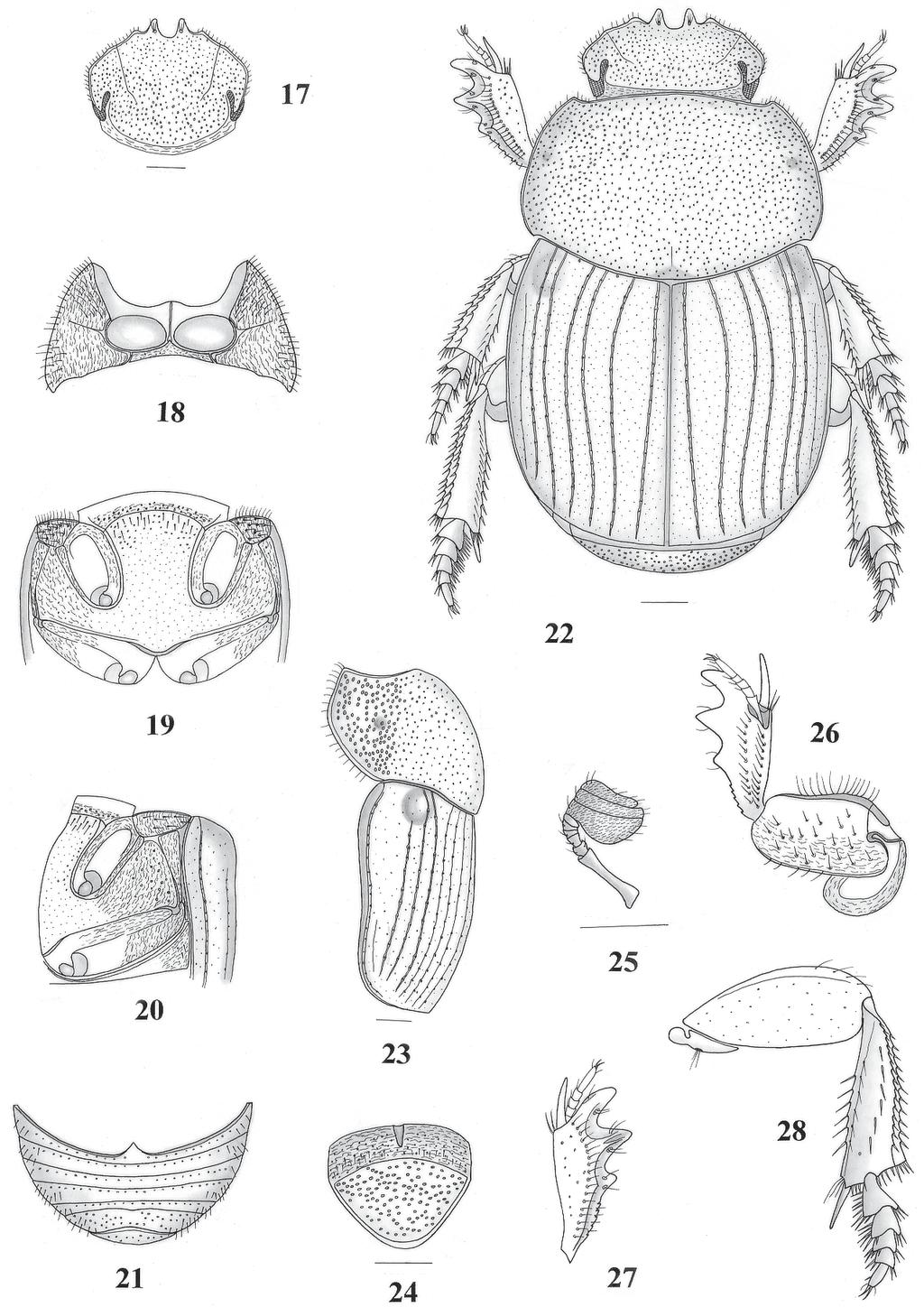 Novas espécies do gênero Anomiopus, grupo smaragdinus (Coleoptera, Scarabaeidae) 193 Figs. 17-28. Anomiopus similis sp. nov.