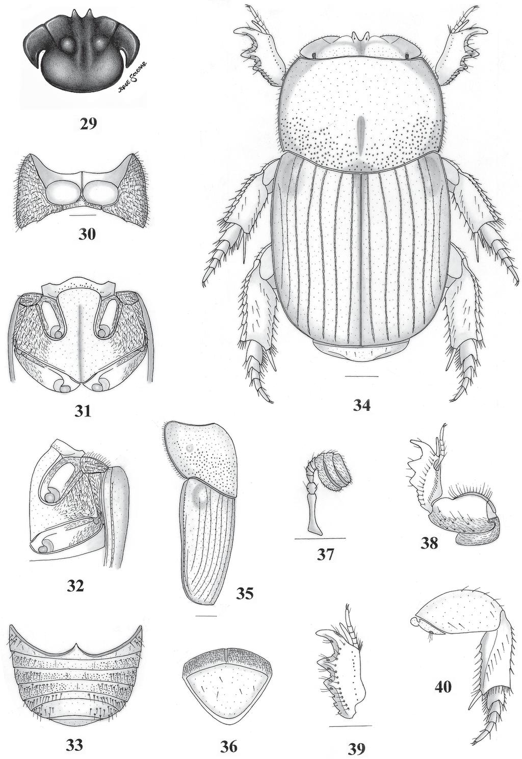 Novas espécies do gênero Anomiopus, grupo smaragdinus (Coleoptera, Scarabaeidae) 195 Figs. 29-40. Anomiopus soledari sp. nov.