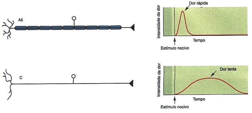 Dor Rápida e Lenta Velocidade de condução das fibras aferentes: fibras