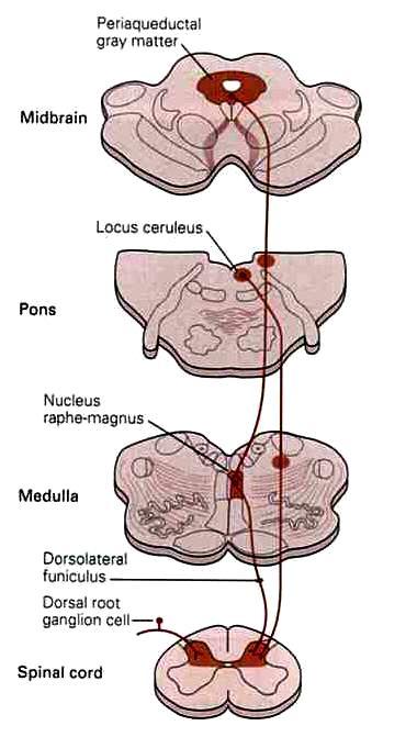 Vias descendentes de modulação nociceptiva.