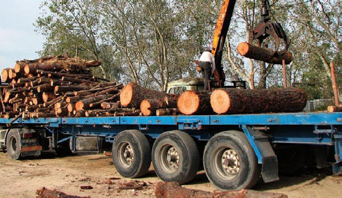 MECÂNICOS DESTOCAMENTO RETIRADA DOS TRONCOS DAS ÁRVORES