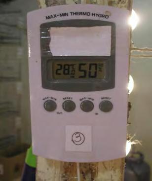 43 Figura 2 - Termohigrômetro utilizado para monitoramento térmico do ambiente A primeira debicagem das aves (Figura 3) foi realizada aos 10 dias de idade.
