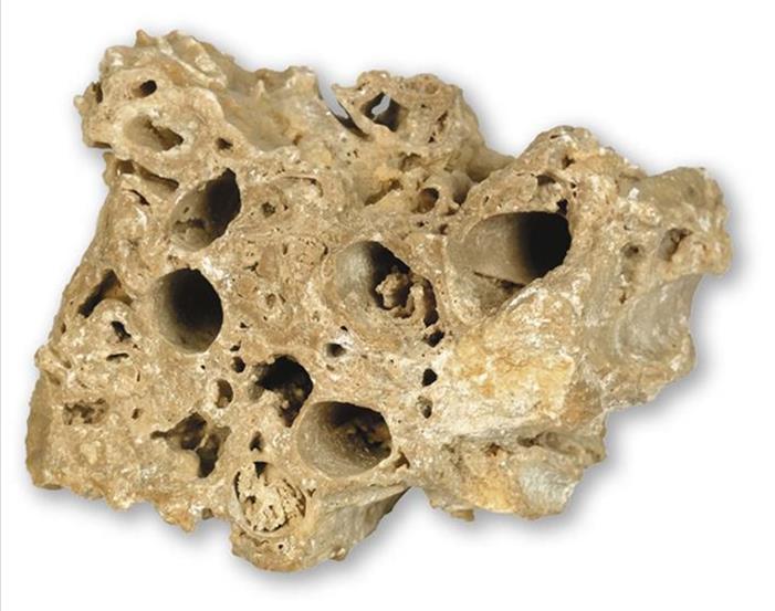 Os calcários conquíferos são constituídos por fragmentos de conchas ou