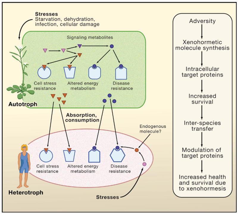 Xenohormesis: Sensing the Chemical Cues of