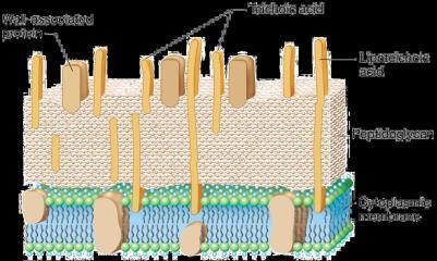 Adesão por polissacarídeos Polissacarídeos que compõem a membrana externa, parede celular ou cápsula; Ex.: Ácido teicóico serve de adesinas para Staphylococcus spp.