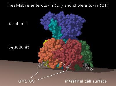 Toxinas A-B Toxinas proteolíticas Clivam proteínas específicas do hospedeiro levando à