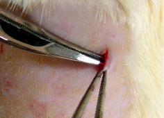 FIGURA 6D- Implantação do fragmento no subcutâneo do rato. As incisões foram suturadas com fio de seda 4.