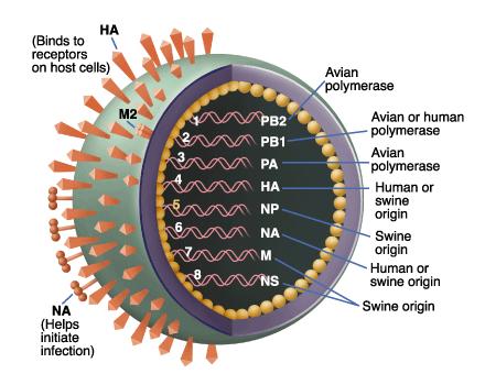 replicação Vírus de RNA ou RNA vírus RNA tradução Exemplo: vírus da gripe Proteínas Gripe A H1N1 Espícula H: reconhecimento da célula hospedeira Espícula N: