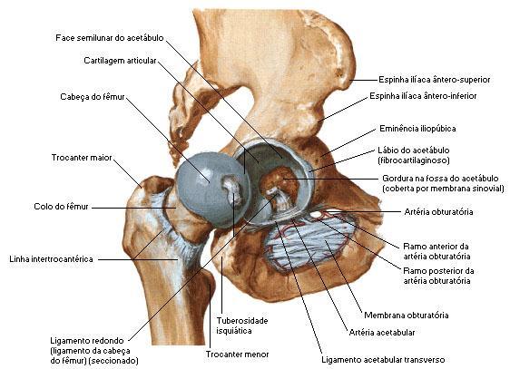 4 esqueleto apendicular com o membro inferior e a cintura pélvica. Na maturidade ocorre a fusão das peças ósseas que outrora eram unidas por cartilagens. Ver fig. 1.