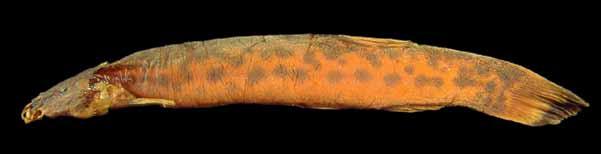 Peixes do baixo rio Iguaçu Trichomycterus castroi de Pinna, 1992 Candiru 104 siluriformes Comprimento padrão 102,8 mm Corpo amarelado, mais claro na região ventral, manchas castanhas ou cinza-escuras