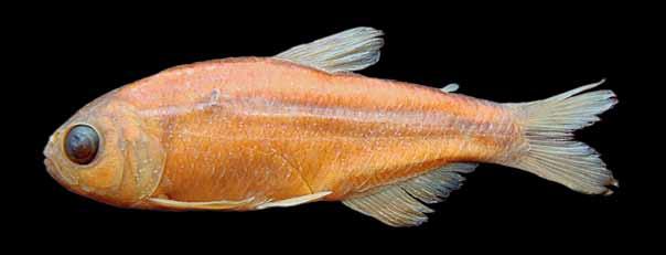 Peixes do baixo rio Iguaçu Astyanax jordanensis Alcaraz, Pavanelli & Bertaco, 2009 Lambari Comprimento padrão 47,7 mm Corpo marrom-claro, mais escurecido nas porções dorsais da cabeça e do tronco,