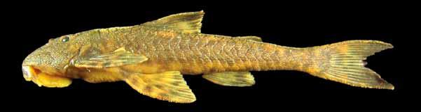 Peixes do baixo rio Iguaçu Família Espécies da família Loricariidae possuem uma grande variação em relação ao tamanho corporal, desde pequenos cascudinhos a indivíduos de grande porte.
