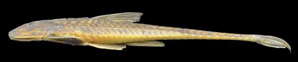 Peixes do baixo rio Iguaçu subfamília Loricariinae Com ampla distribuição geográfica na América do Sul, essa subfamília é caracterizada por congregar espécies com o pedúnculo caudal deprimido,