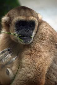 Muriqui, o maior primata das Américas, é candidato a mascote das Olimpíadas de 2016 Com o objetivo de apresentar o maior primata das Américas à população, tirar a espécie da lista vermelha de animais