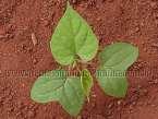 9) Família Convolvulaceae Corda de viola Ipomoea hederifolia 41 42