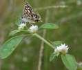 Alternanthera tenella (apaga fogo) A.