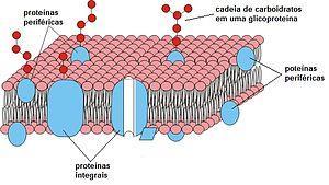 São encontradas na superfície interna ou na parte externa da mb Podem ser divididas em : Proteínas de canal Proteínas carreadoras As proteínas de membrana se