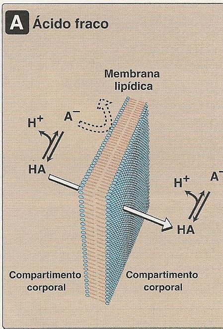 FÁRMACOS ÁCIDOS Fármacos atravessam a membrana mais facilmente se ele for não ionizado; Para os ácidos