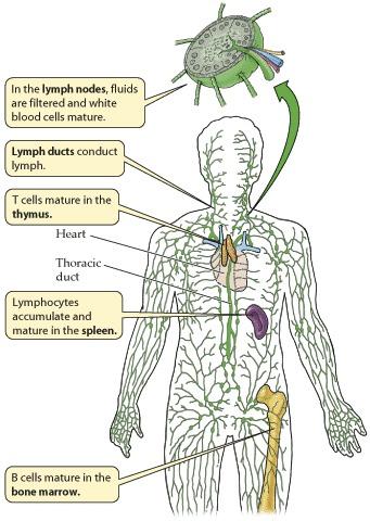 Órgãos Tecidos Células Proteínas Nos linfonodos, os fluídos são filtrados e as cél. Brancas maturadas Ductos linfáticos conduz a linfa As cél.