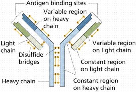 As regiões variáveis das cadeias leves e pesadas colaboram para formar o sítio ligador entre o antígeno e o anticorpo específico.