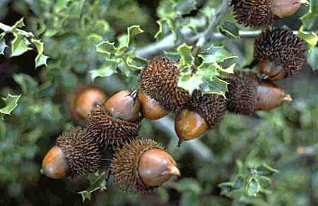 Espécies Estudadas Aroeira - O lentisco, aroeira ou alfostigueiro (Pistacia lentiscus) é uma planta do género Pistacia, nativa da região mediterrânica e da Macaronésia.