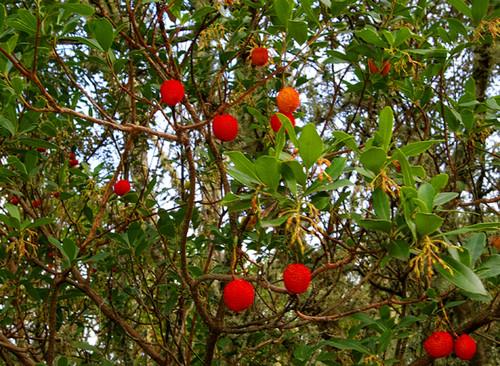 Carrasco - Quercus coccifera, Conhecido pelos nomes comuns de quermes ou carrasco, é um arbusto de folha persistente e verde o ano inteiro.