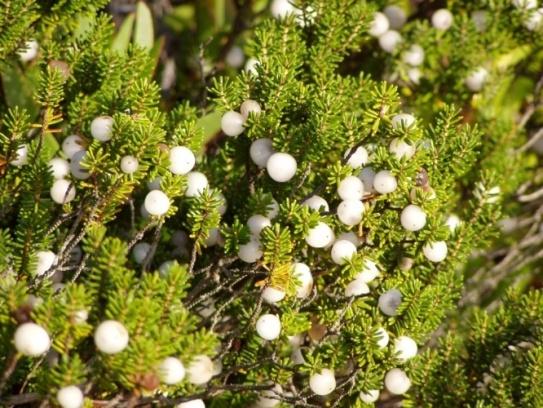 Sabina Da Praia Sabina - negral (Juniperus phoenicea) é uma espécie de zimbreiro encontrados em toda a região do Mediterrâneo, desde Marrocos e Portugal, leste da Turquia e Egito, e também na Madeira