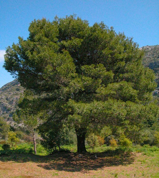 Pinheiro do alepo (Pinus halepensis) é uma espécie de pinheiro originária do Velho Mundo, mais precisamente da região do Mediterrâneo.