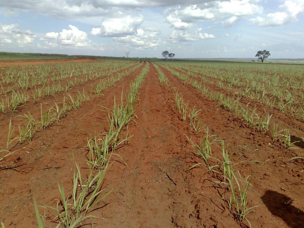 AÇÕES DE MANEJO E CONTROLE USINA: - Palha da Cana: Na impossibilidade legal da queima